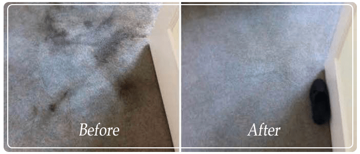 Professional Carpet Stain Removal
